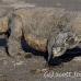 dragon_komodo_hsb_rinca_h_1779_kom4133.jpg